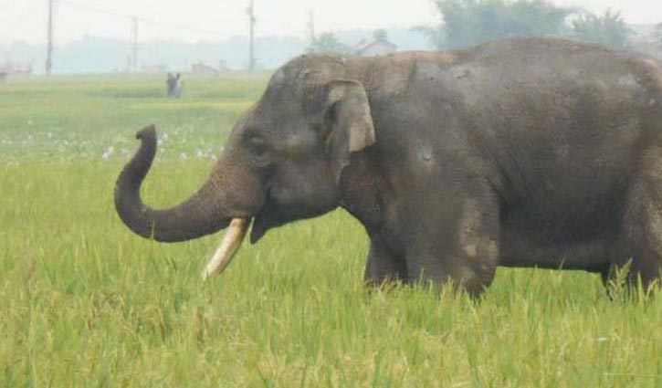 Rohingya man killed in elephant attack