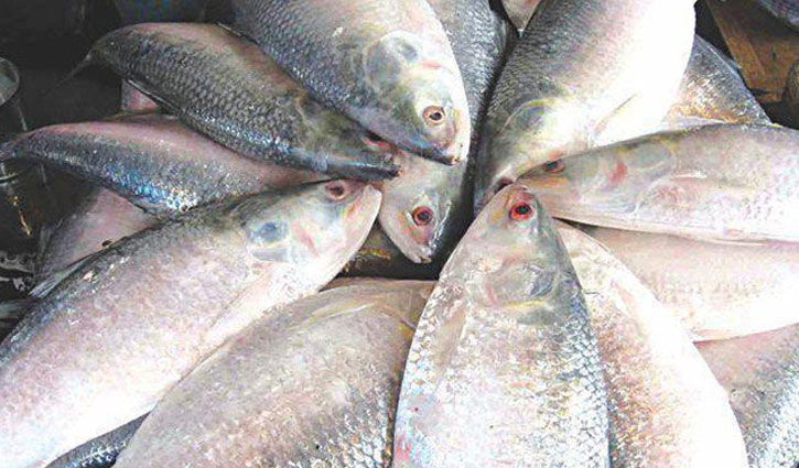 Govt decides to export hilsa