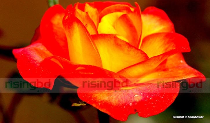 টবে গোলাপ চাষ