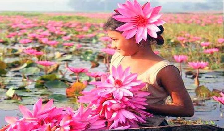 শাপলার বহু গুণ