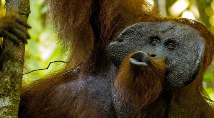 Ape squeaks reveal language evolution