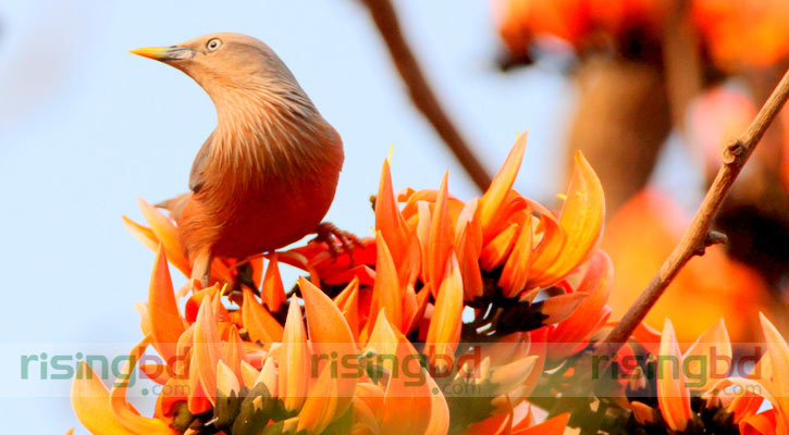 আসে বসন্ত ফুল বনে সাজে বনভূমি সুন্দরী