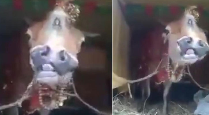 দুই মুখবিশিষ্ট গরু (ভিডিও)