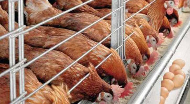KSA bans importing live birds, eggs from Bangladesh