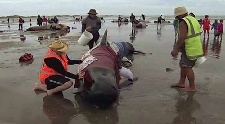 New Zealand rescuers refloat 100 stranded whales