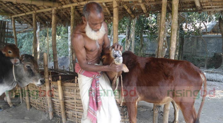 কুড়িগ্রামে গরুর ক্ষুরা রোগের প্রাদুর্ভাব