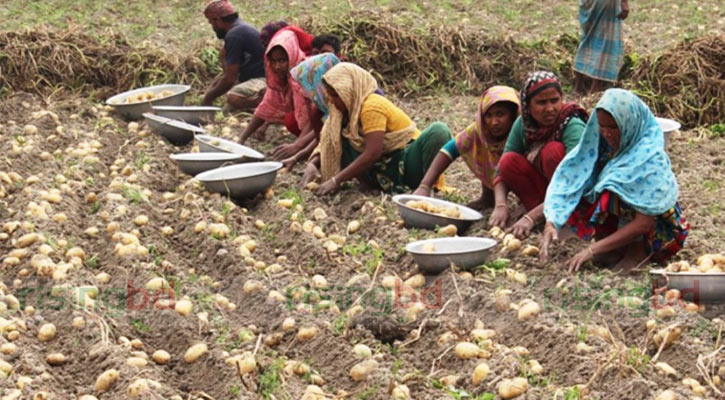 মুন্সীগঞ্জে আলু উত্তোলন শুরু