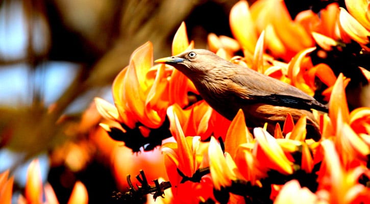 ফাগুন হাওয়ায় হাওয়ায়