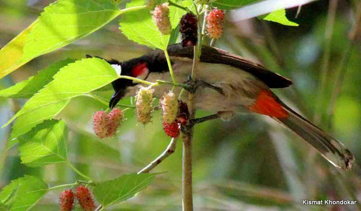 তুঁত
