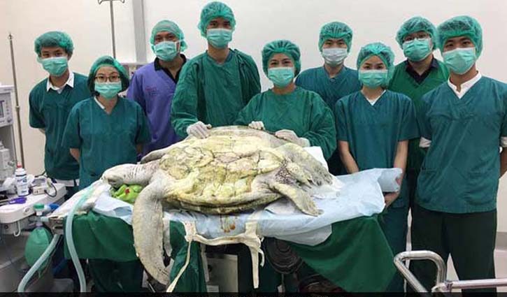 915 coins found inside sick turtle