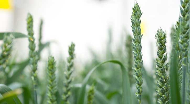 New GM wheat trial gets go-ahead