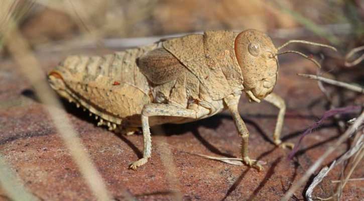 Sound of crickets 'could be lost’