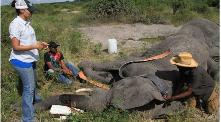 Mysteries of elephant sleep revealed