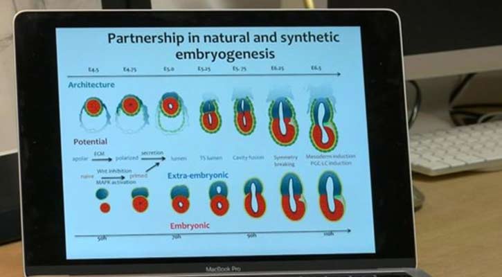 World’s first artificial 'embryos' created