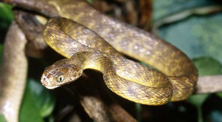 Invasive snakes threaten island forests