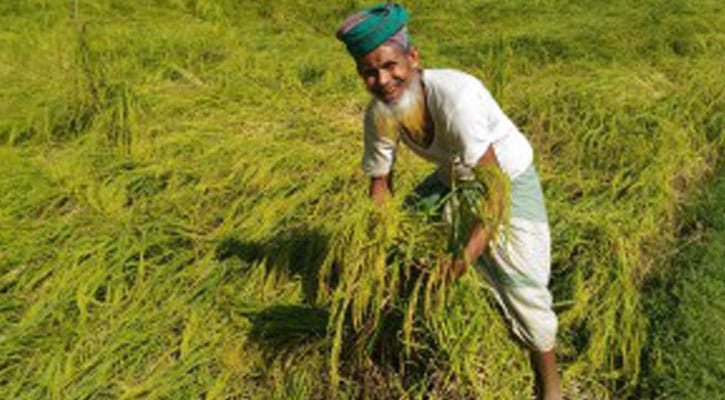 ভোলায় ব্রি-ধান ৩৪ বয়ে আনলো আনন্দের বন্যা