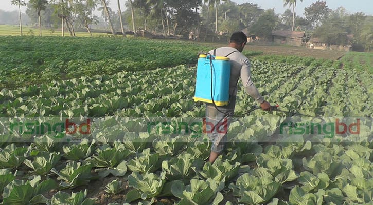ফসল উৎপাদনে ক্ষতিকর সার ও কীটনাশকের ব্যবহার বাড়ছে ফসল উৎপাদনে ক্ষতিকর সার ও কীটনাশকের ব্যবহার বাড়ছে