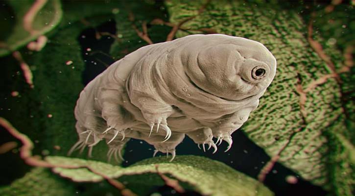 Tardigrades will be last animals on Earth