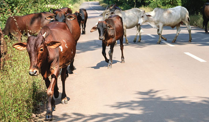 Indian Supreme Court stays Centre's cattle slaughter ban
