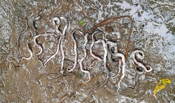19 cobras found inside house in Manikganj