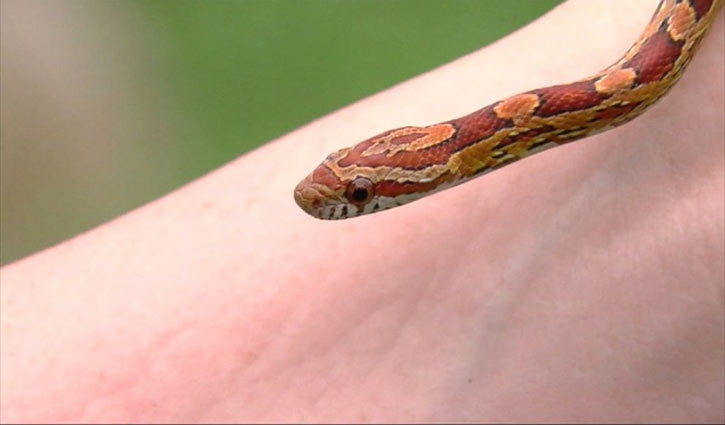 সাপে কামড়ালে কী করবেন, কী করবেন না