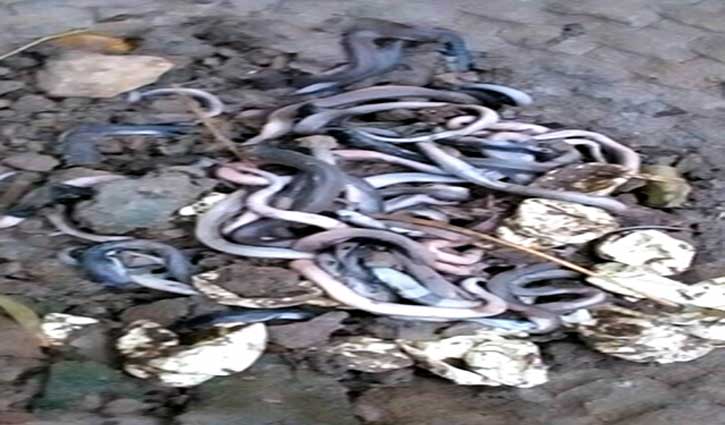 125 cobras found inside kitchen house