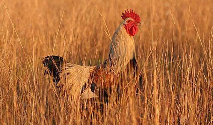 মুরগির মাধ্যমে যে চারটি রোগ হয় মানুষের