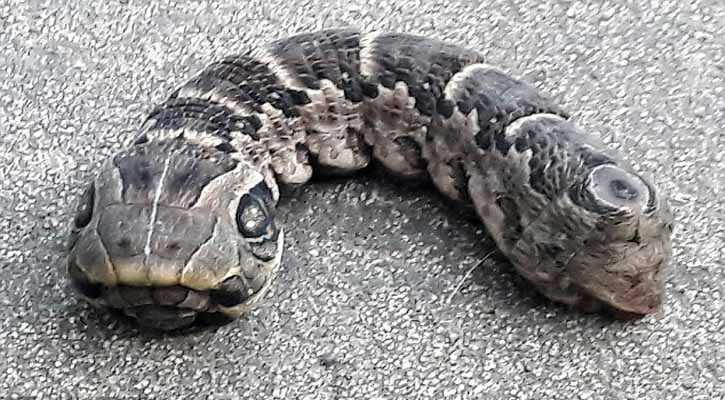 Snake-like creature with 'two heads'