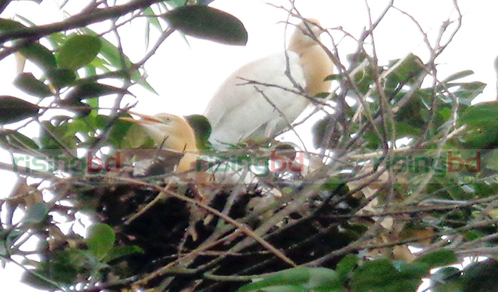 বক পাখিদের গ্রাম ‘আলাপুর’