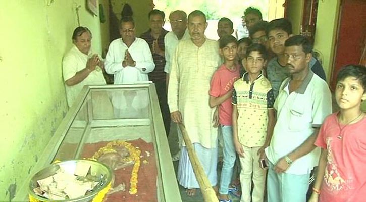 Cow born with human-like head is worshipped by Indian villagers