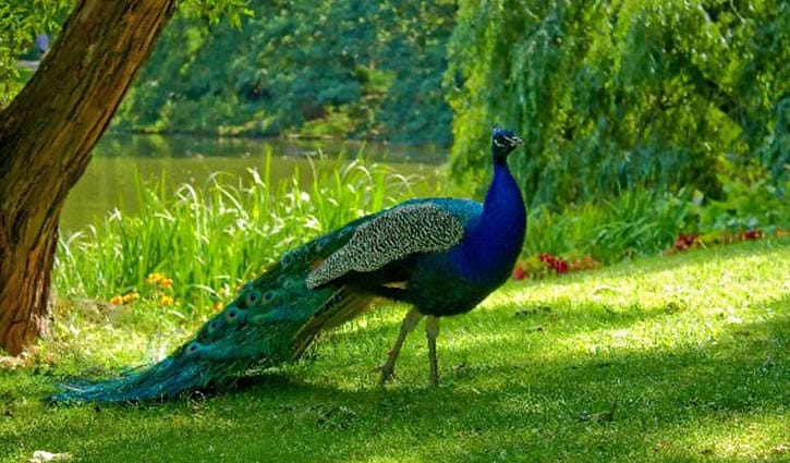 ময়ুরের চোখের পানিতে সন্তান হয় ময়ূরীর!