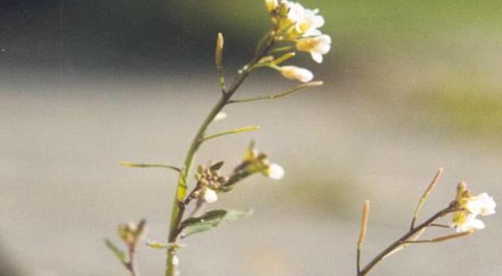 Plants have cells that function as a ‘brain’