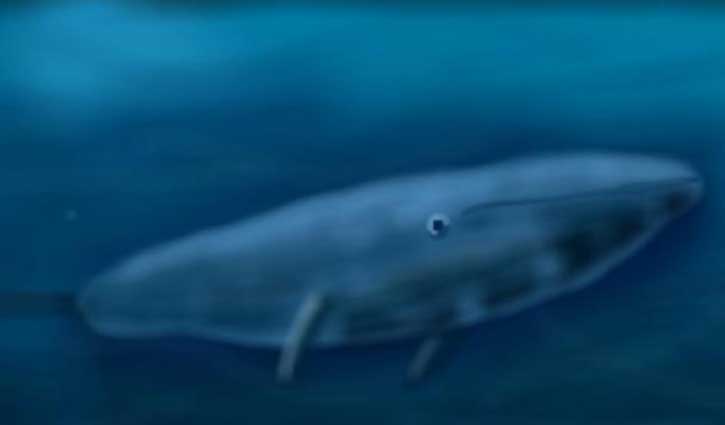 ‘ব্লু হোয়েল’ প্রযুক্তির চরম অভিশাপ