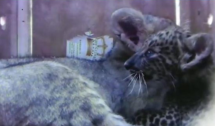 Two held with four tiger cubs in Jessore