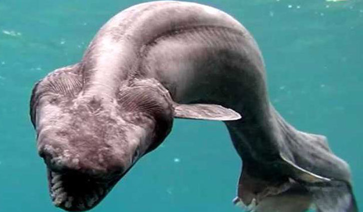 Terrifying shark back 80m years caught off Portugal