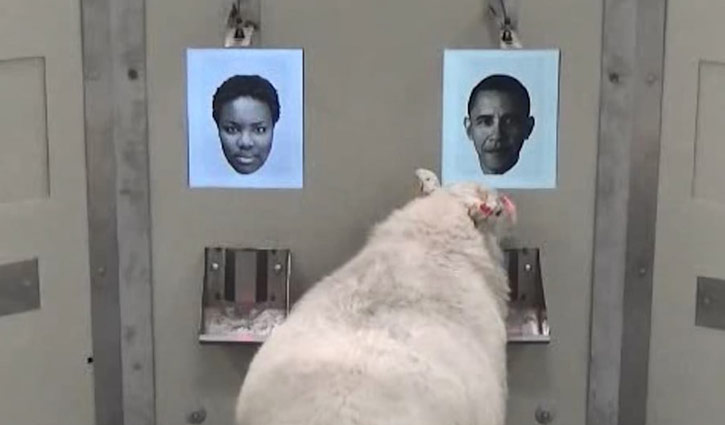 Sheep recognise Barack Obama from photo