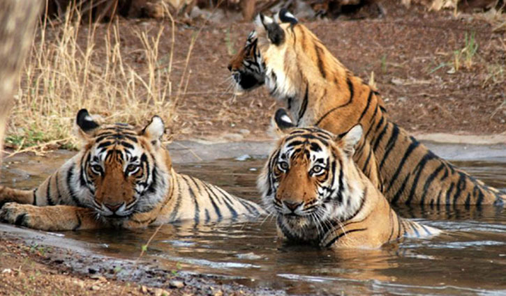 Bangladesh, India, Nepal to sync 2018 tiger census
