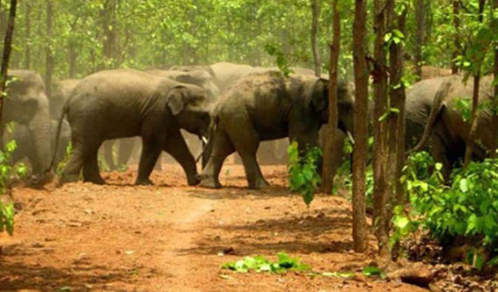 4 Rohingyas killed in wild elephant attack