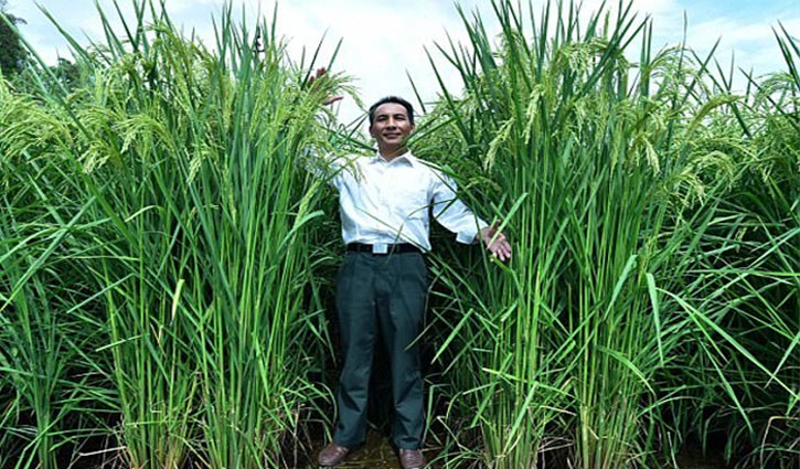 ৭ ফুট লম্বা ধান গাছ উদ্ভাবন!