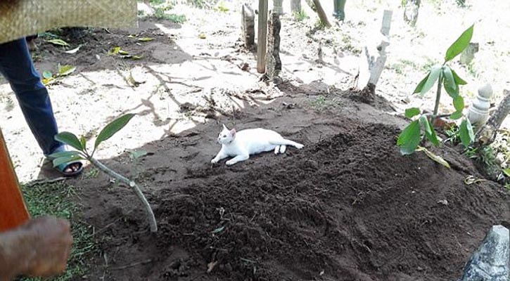 Cat appears during man's funeral, refuses to leave his grave