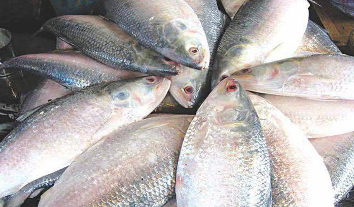 Hilsa fishing, sale banned for 22 days