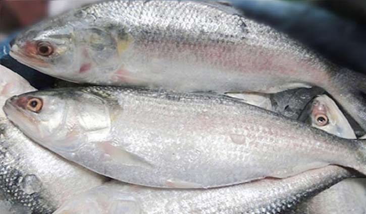 Hilsa fishing banned from today midnight