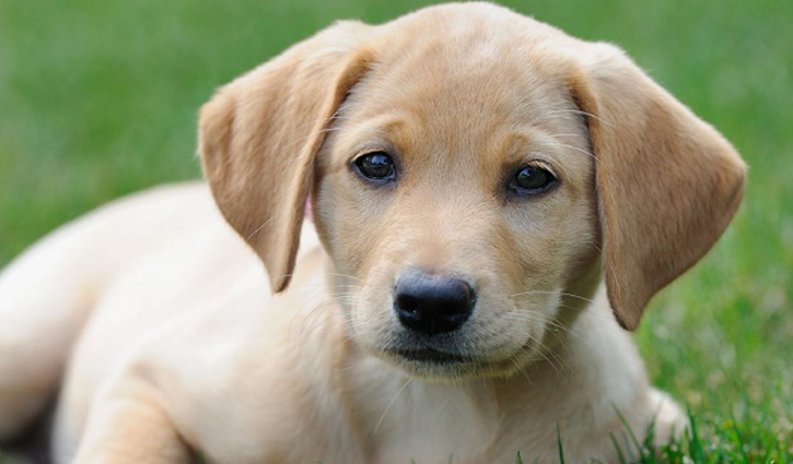 Security guard gets 6-month jail for burying dogs alive