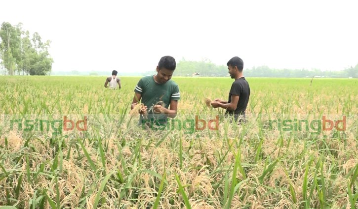 Neck blast hits paddy grains in Kurigram