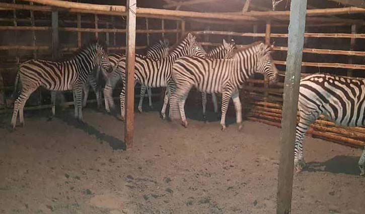 9 zebras rescued in Jashore