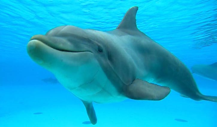 Dolphin ‘happiness’ measured by scientists in France