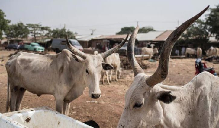 Cattle lifters kill more than 20 in Nigeria