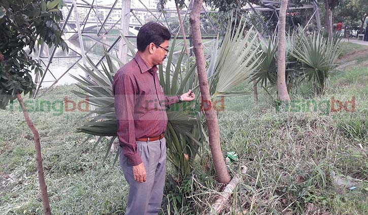 তালগাছ বন্ধু রানা