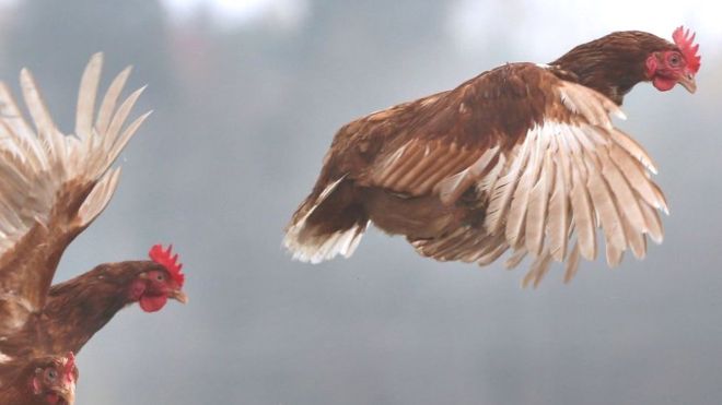  Why the chicken is a symbol of our times