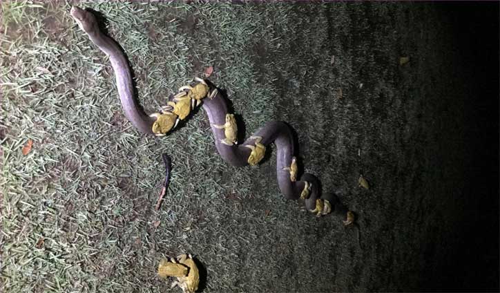 Cane toads filmed riding python's back